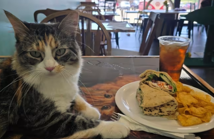 Batavia Committee Meeting: Cat Cafe Approved, Sidewalks & Strategic Plan